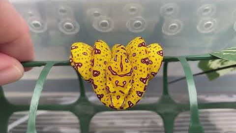 Baby Green Tree Pythons - First Sheds for Clutch CR-21 (Biak x Biak type)