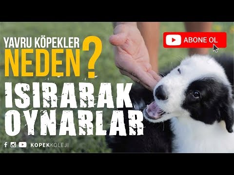 Video: Yavruğumun Mide Neden Olur?