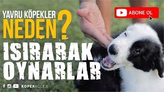 Yavru Köpekler Neden Isırarak Oynarlar ?