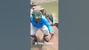 #shorts : Câu Tôm Càng Xanh / Câu trên sà lan / Xì long Fishing