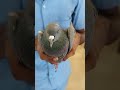 Pigeon  viral shorts share youtubeshorts pigons fight explore