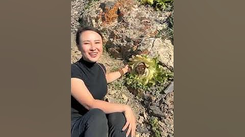 Mình đã tìm thấy hoa Thiên Sơn Tuyết Liên loại thảo dược quý | Kiều Travel cuộc sống ở Tân Cương