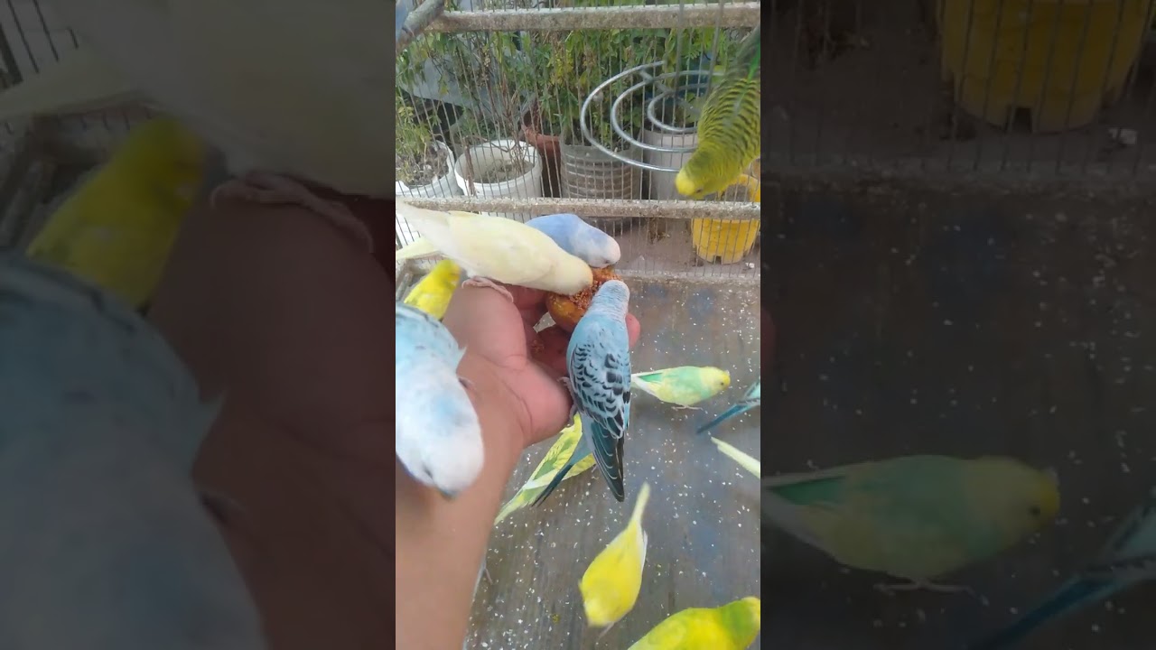 🌈 Wunderschöne Sittich Farben Regenbogen Magie 💖 