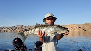 Lake Mohave Stripers trolling deep....July 2023.