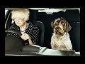 Такси 6 Ржачные фотки Подборка смешных фото  о собаках-автомобилистах