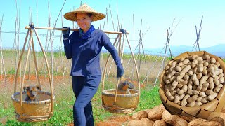 Harvesting the Peanut Garden Goes To Market Sell  Cooking Peanut Sticky Rice, Farm, Daily Life