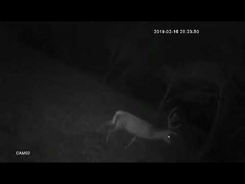 Videó: Jávorszarvas kullancs – a szarvasok veszélyes parazitája