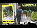 Urban jungle room makeover jungle urbaine comment dcorer avec les plantes naturelles latlier dco