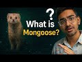 What is mongooses in MongoDB