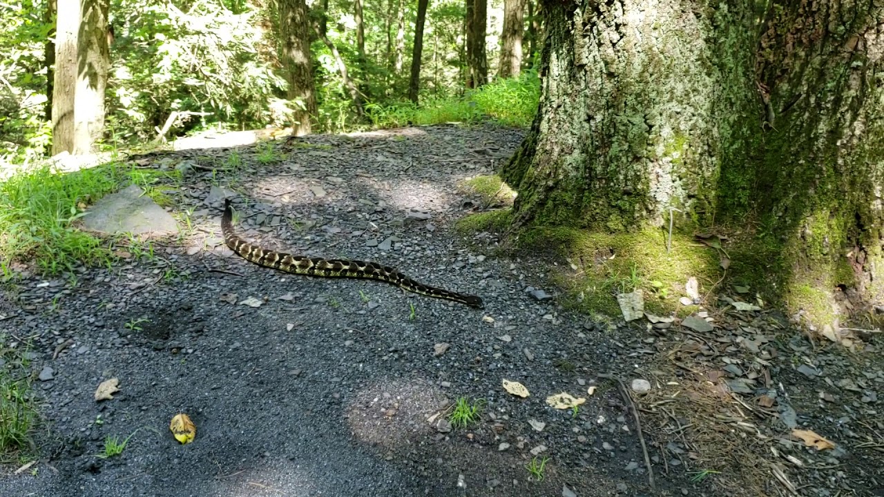 Timber Rattlesnake Rausch Gap, PA YouTube