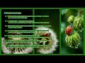 Интересные рекорды и научные открытия, связанные с одуванчиками.