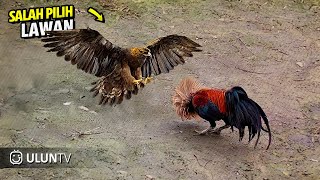 Mengejutkn semua orang! Inilah Yg terjadi ketika Ayam Melawan Elang.TOP 35 PERTARUNGAN AYAM vs ELANG