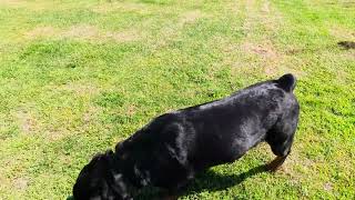 Macho the Rottweiler: A Walk in the Park by Macho the Rottweiler 217 views 7 months ago 15 minutes