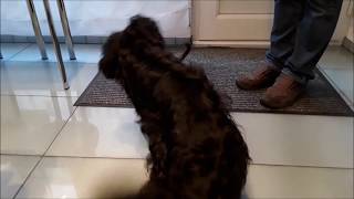 Little Devil Und Joya Eine Kleine Hunderomanze