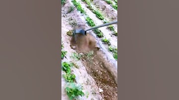 The process of weed removal - a good tool can improve the efficiency of doing things