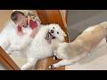 偉大な姉柴犬と天使のように可愛い赤ちゃんの板挟みとなる次女サモエド、最高の笑顔でしのぎ切る。