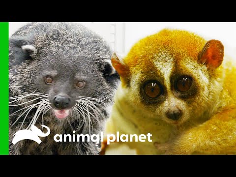 Weird But Loveable Animals | The Zoo