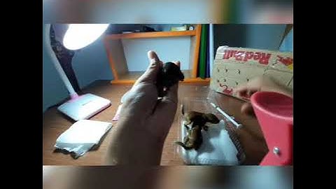 CÁCH CHĂM SÓC SÓC CON CHƯA MỞ MẮT MỚI TỪ RỪNG VỀ