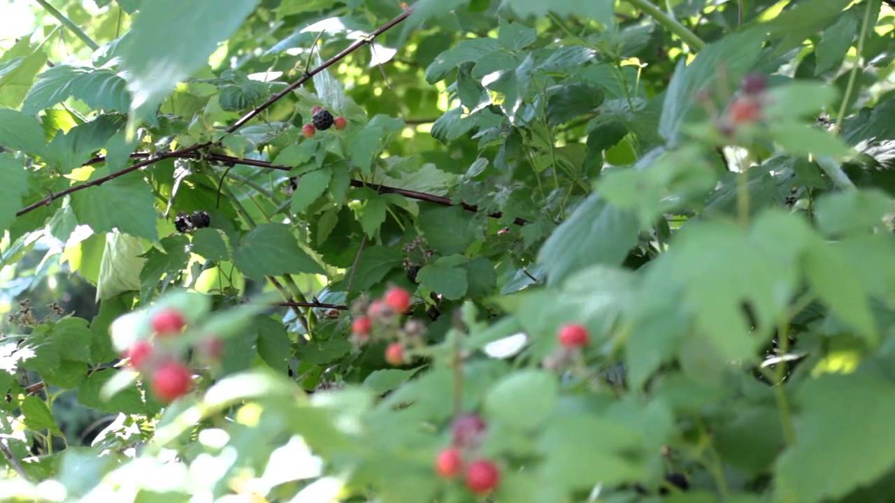 What It Means When There Are Black Spots On Your Rasp vrogue.co