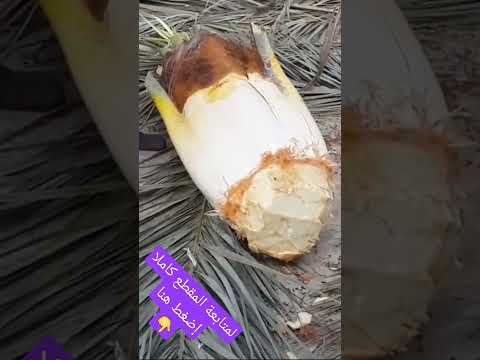 كيف تستخرج جذب النخيل الجمار