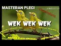 MASTERAN PLECI * WEK WEK WEK *  SPESIAL UNTUK ANAKAN & OMBYOKAN