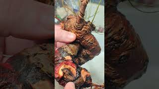 Karaağaçda Kök Budaması