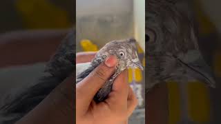 #parrot #birds #pets #funny #fact2fact #mirzafact #factvideo #the #bird #hindifact