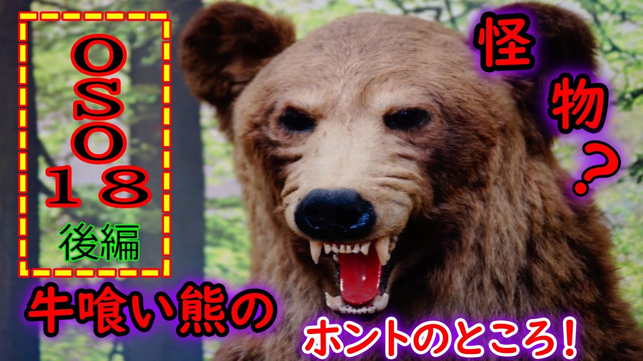 ヒグマ】OSO18は本当に三毛別事件の再来か？怪物ヒグマの真実を徹底