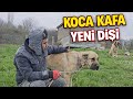 YENİ DİŞİ KÖPEĞİM KOCA KAFALI ASYA KADROYA KATILDI ! - DÜNYANIN EN TATLI KÖPEĞİ ! 