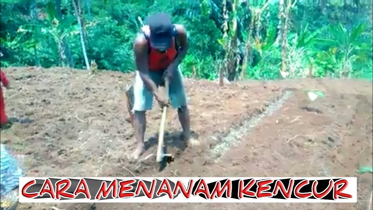 Budidaya kencur..cara menanam kencur. 