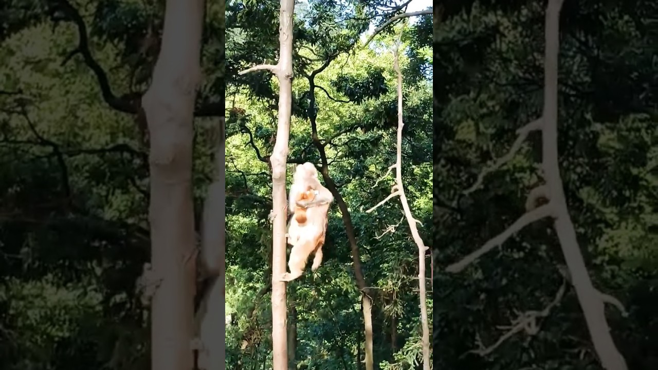 Protective Monkey Mother Showdown Nature vs Nurture 