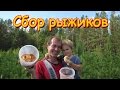 Семья Бровченко. Поездка за грибами - рыжиками. (09.16г.)