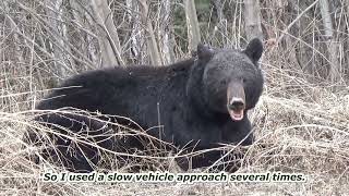 Alberta black bear pretty lethargic out of den this spring! April 28th, 2024