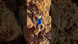 Solid Gold Sapphire Heart Pendant Minelab Manticore