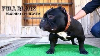 Powerofbully Full Black