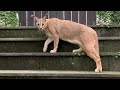 Roo the Caracal - ninja cat escape artist (caracal jump)