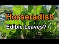 Gardening with Horseradish: How Do I Plant Horseradish in the Garden?