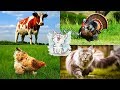 Изучаем домашних животных для детей. Обучающее видео с голосами животных