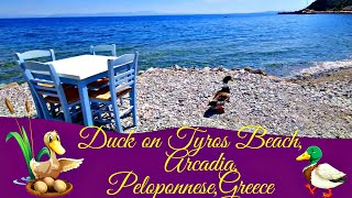 ⛱️🕶️Duck Tales on Tyros Beach!🦆🌊A Quacky Adventure in Arcadia's Coastal Charm!🌴🏖️🦆