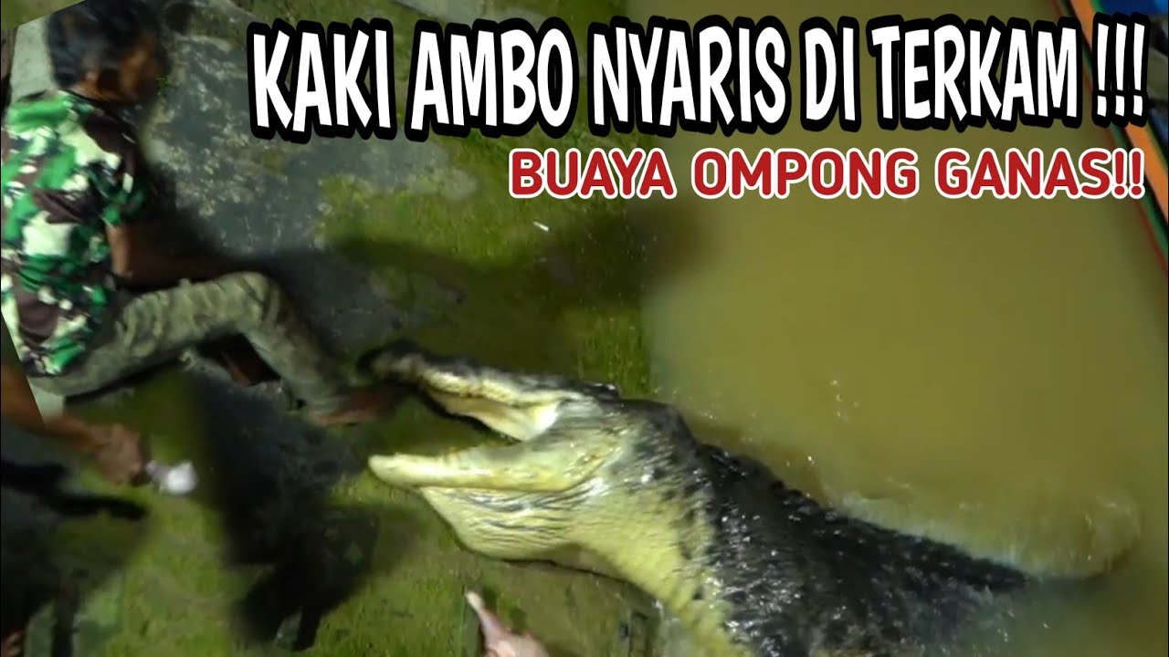 MENYERAMKAN ❗KAKI BPK AMBO, NYARIS DITERKAM BUAYA OMPONG..