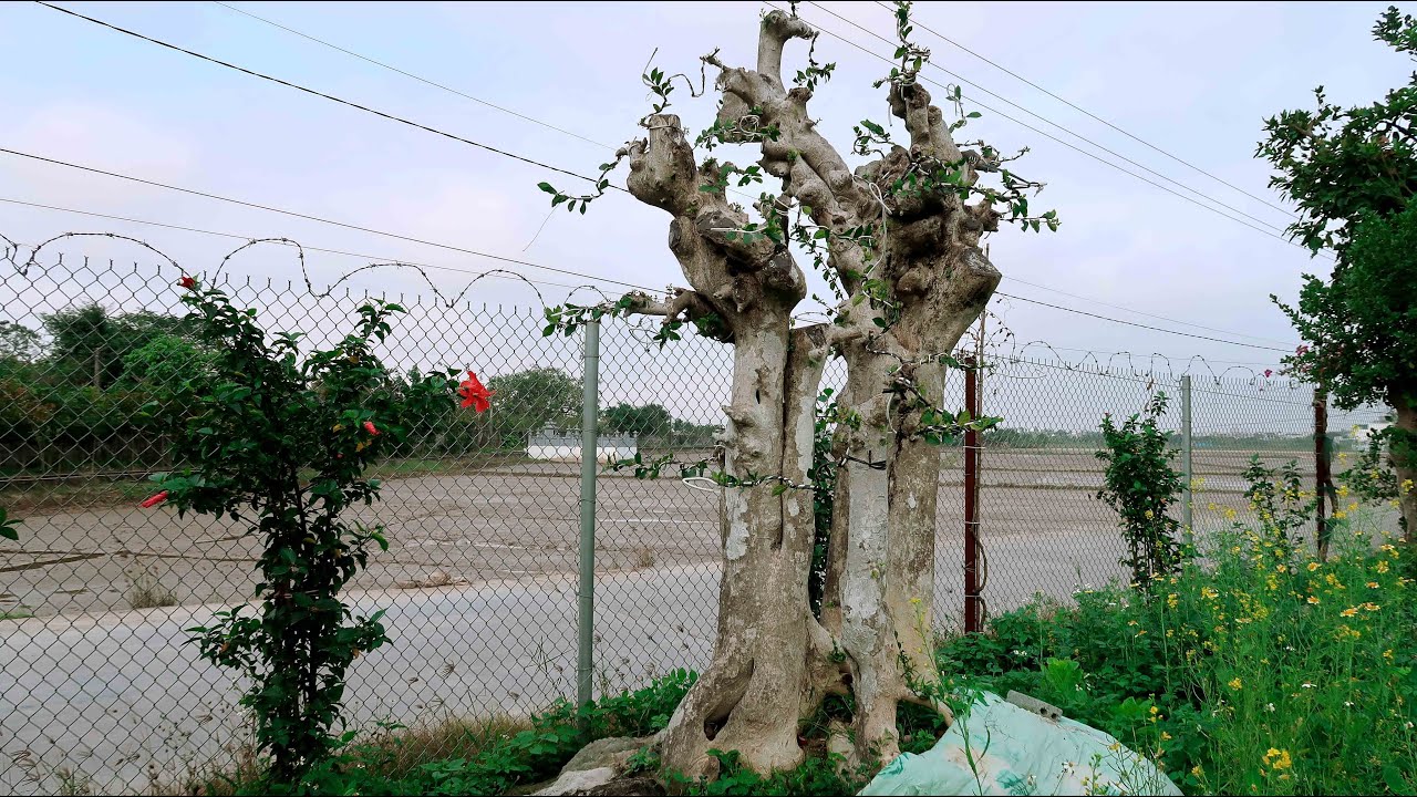 Phôi Duối Khủng 3 thân 350 triệu của anh Đang Thái Bình 0978563994