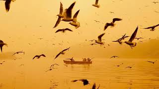 Golden Hour: Riverboat with Birds - Free Stock Footage and No Copyright Videos