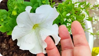 Как высадить рассаду петуний в кашпо или клумбу. Мой опыт выращивания цветов. 15 мая 2024.
