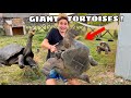 ALL MY GIANT TORTOISES IN ONE VIDEO ! 500lbs !