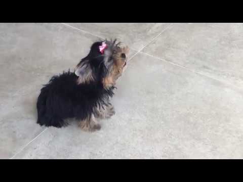 Yorkshire uivando Clearance