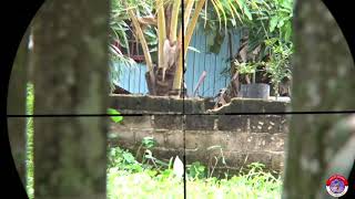 Zero Ulang & Tes Akurasi Goppul Night Furry Di Jarak 35M