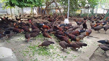 Gà rừng thuần chủng tại Trại Gà Rừng Việt - Vietnamese Jungle Fowl - 0977057088