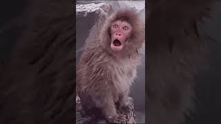 Is This Chimp, Monkey Singing Shalala