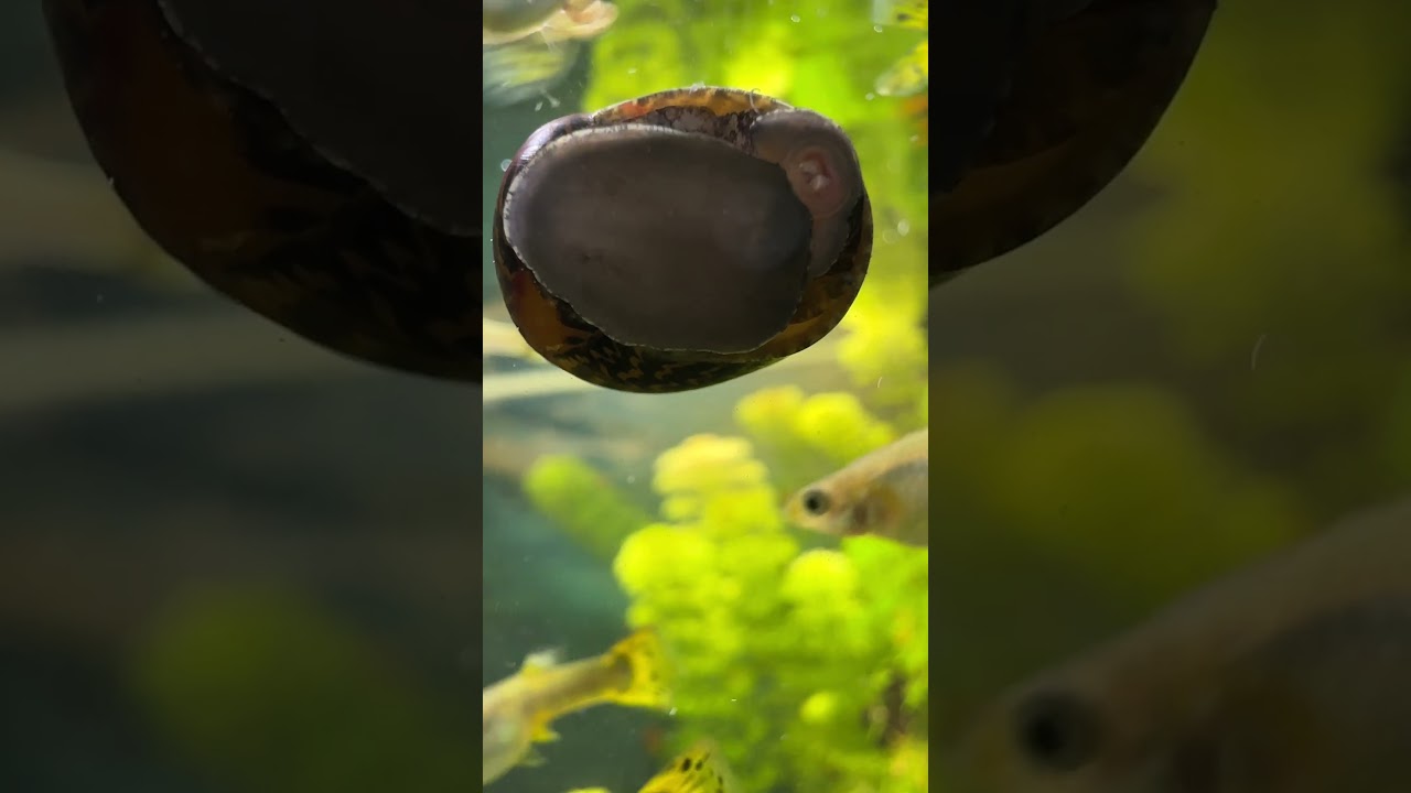 Makro Video: Rennschnecke beim Glasputzen 🐌✨ | Nerite Snail Cleaning Oddly Satisfying