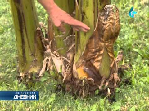 Video: Informacije o Redbud Tree - Savjeti za uzgoj i njega Redbud Trees